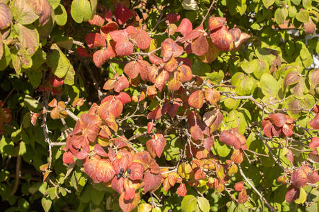 A photograph of some leaves in a bush. September 2025.